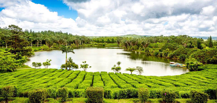 Compoj Eu - Bois ChÃ©ri Mauritius - why visit the tea plantation and Bubble Lodge